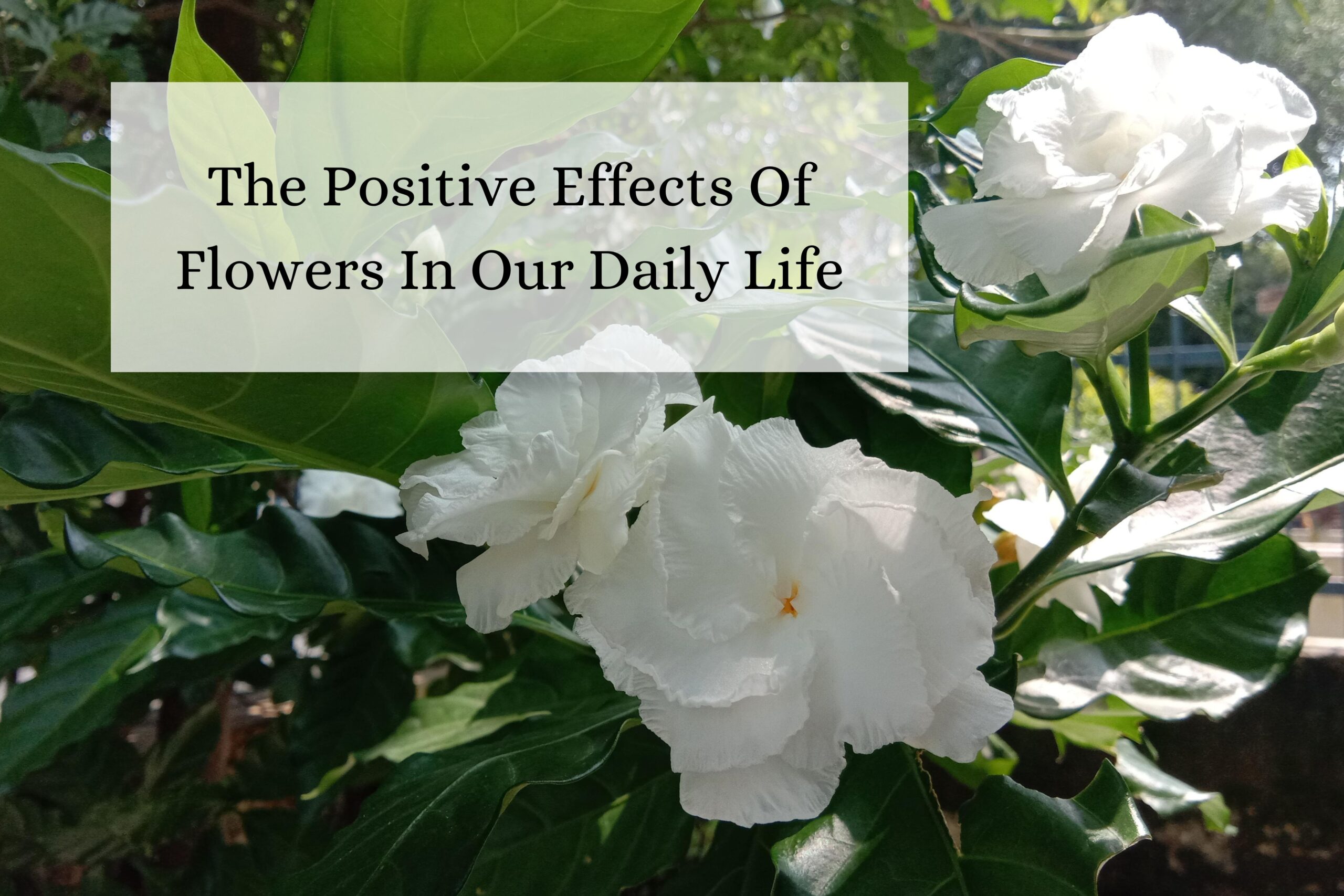 The Positive Effects Of Flowers In Our Daily Life