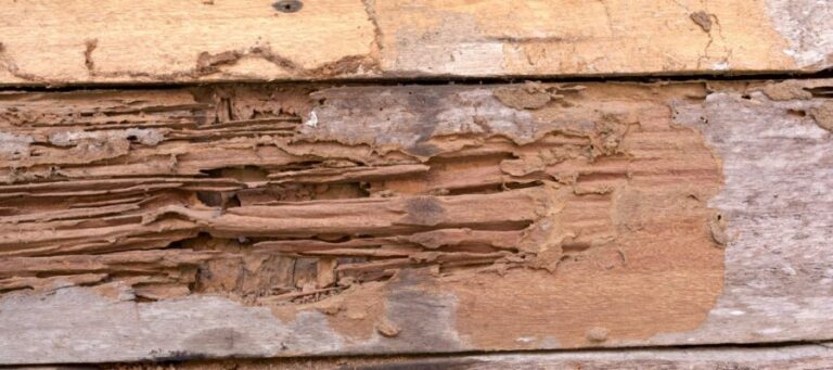 termite damage