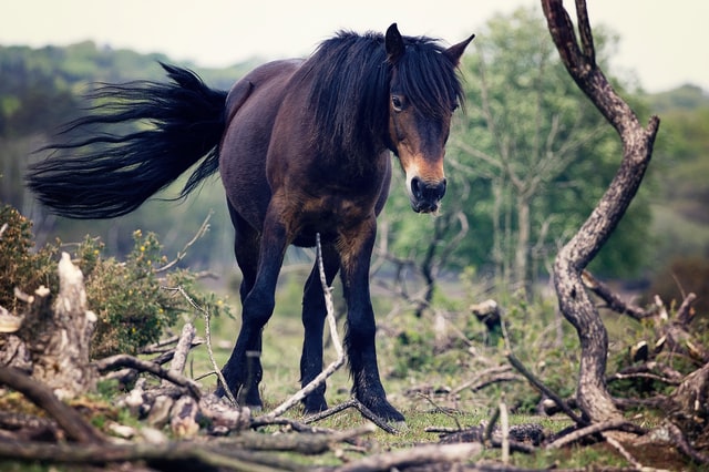black horse 2
